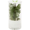 image:imageHoneyCanDo Glass Herb Preserver ClearWhite medium